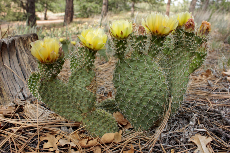 Prickly Pear Cactus (Opuntia spp.) Mountain Herbalism