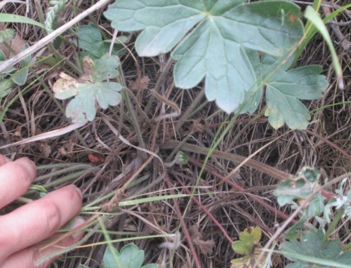 Wild Geranium