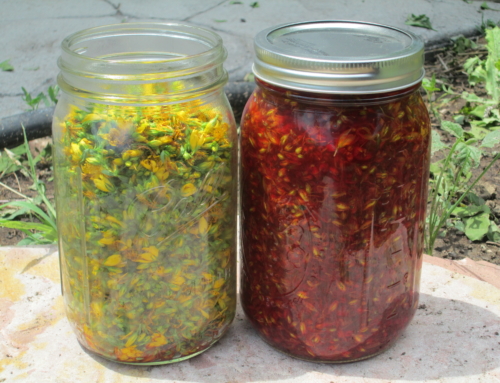 Making Hypericum Tincture